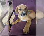 Small #3 Mutt