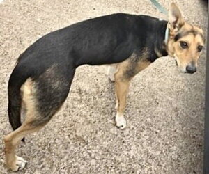 German Shepherd Dog Dogs for adoption in Houston, TX, USA