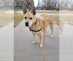 Small #4 Labrador Retriever Mix