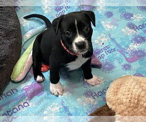 American Staffordshire Terrier-Unknown Mix Dogs for adoption in Minneapolis, MN, USA