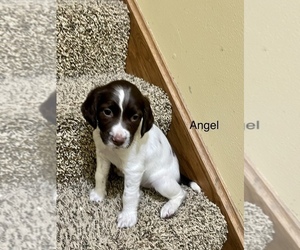 English Springer Spaniel Puppy for Sale in SHEBOYGAN, Wisconsin USA