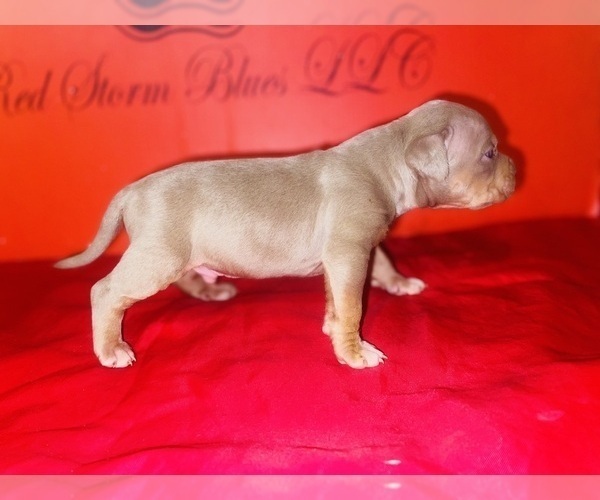 Medium Photo #2 American Bully Puppy For Sale in TRENTON, NJ, USA