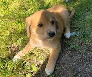 Border Collie-English Shepherd Mix Puppy for sale in NOVI, MI, USA