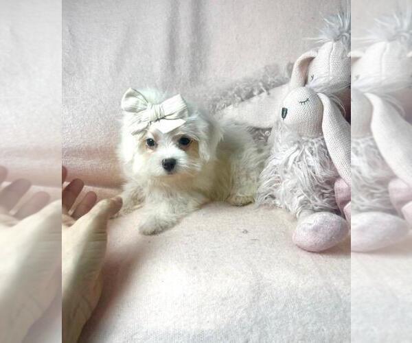 Medium Photo #10 Maltese Puppy For Sale in PEMBROKE PINES, FL, USA