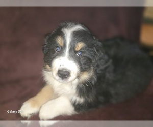 Australian Shepherd Puppy for sale in DUVALL, WA, USA