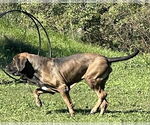 Small #7 Fila Brasileiro