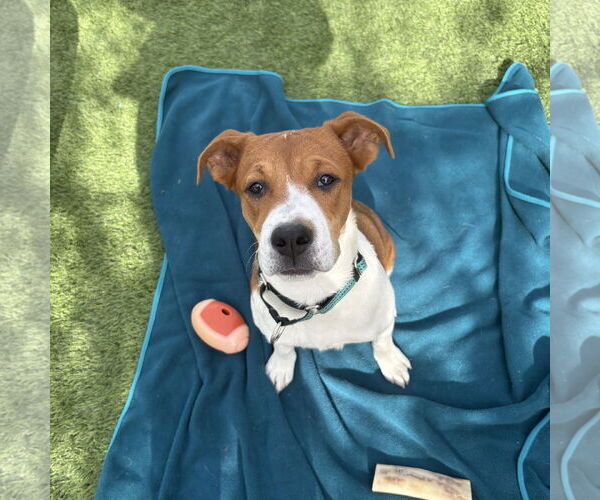 Medium Photo #2 Beagle-Unknown Mix Puppy For Sale in Chandler, AZ, USA