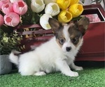 Small Papillon
