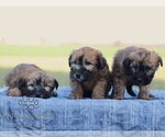 Small #2 Soft Coated Wheaten Terrier