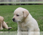 Small #9 Labrador Retriever