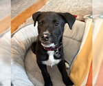 Small #3 Catahoula Leopard Dog Mix
