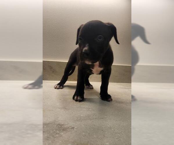 Medium Photo #1 American Pit Bull Terrier Puppy For Sale in Baytown, TX, USA