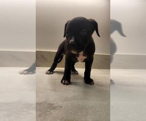 American Pit Bull Terrier Dogs for adoption in Baytown, TX, USA