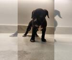 Small American Pit Bull Terrier