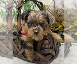 Puppy TAZ Merle Shorkie Tzu