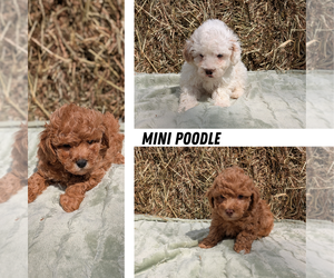 Poodle (Miniature) Litter for sale in GOSHEN, IN, USA