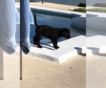Small Photo #2 Labrador Retriever Puppy For Sale in GULFPORT, FL, USA