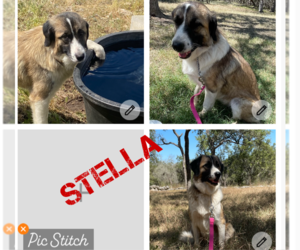 Anatolian Shepherd-Great Pyrenees Mix Dogs for adoption in Higley, AZ, USA