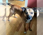Small #2 German Shepherd Dog Mix