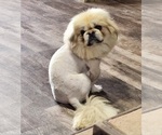 Small Photo #1 Pekingese Puppy For Sale in JOICE, IA, USA