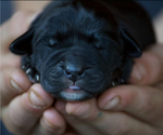 Small #5 Bernese Mountain Dog-Labrador Retriever Mix
