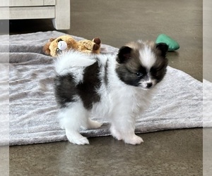 Pomeranian Puppy for sale in STRINGER, MS, USA