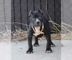 American Bully Puppy for sale in CHAMPAIGN, IL, USA