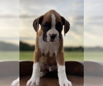 Small Photo #11 Boxer Puppy For Sale in WAUCHULA, FL, USA