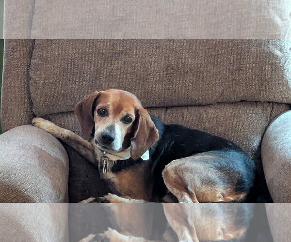 Medium Photo #2 Beagle-Unknown Mix Puppy For Sale in Plainfield, IL, USA