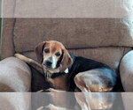 Small #1 Beagle Mix