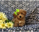 Small #7 Poodle (Miniature)