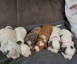 Bernedoodle (Miniature) Puppy for sale in LEETONIA, OH, USA