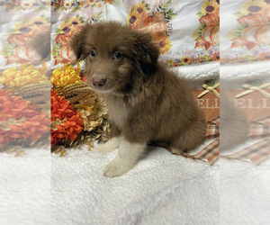 Miniature American Shepherd Puppy for sale in PLANT CITY, FL, USA