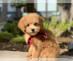 Small Photo #1 Poodle (Toy) Puppy For Sale in HOUSTON, TX, USA