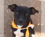 Small American Staffordshire Terrier Mix