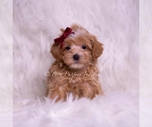 Medium Photo #55 Maltipoo (Miniature) Puppy For Sale in WARSAW, IN, USA