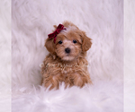 Small Photo #55 Maltipoo (Miniature) Puppy For Sale in WARSAW, IN, USA