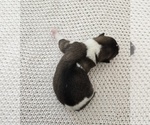 Puppy REX Akita