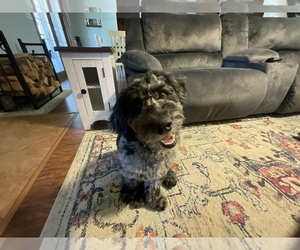 Miniature Bernedoodle Puppy for sale in ROCHESTER, IN, USA