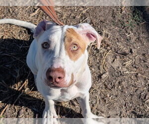 Mutt Dogs for adoption in Denver, CO, USA