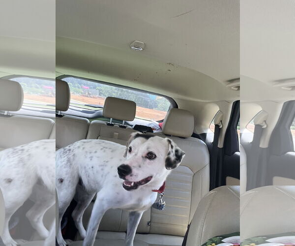 Medium Photo #30 English Setter-Labrador Retriever Mix Puppy For Sale in Rustburg, VA, USA