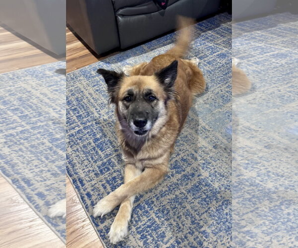 Medium Photo #3 Mutt Puppy For Sale in Royal Palm Beach, FL, USA