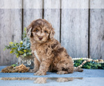 Puppy Caramel Poodle (Miniature)-Portuguese Water Dog Mix