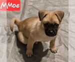 Small #3 Pug Mix