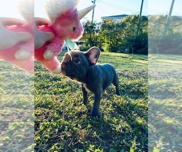 Medium Photo #3 French Bulldog Puppy For Sale in YONKERS, NY, USA