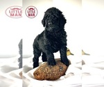 Puppy 1 Labradoodle