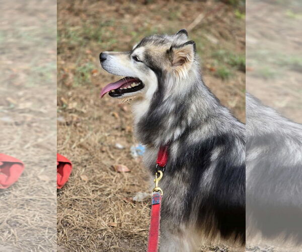 Medium Photo #5 - Mix Puppy For Sale in Newfoundland, PA, USA