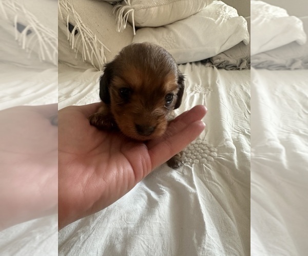 Medium Photo #4 Dachshund Puppy For Sale in SAN DIEGO, CA, USA