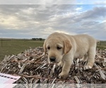 Small Photo #1 Labrador Retriever Puppy For Sale in GILL, CO, USA