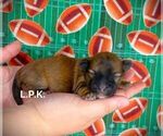 Small Photo #3 Morkie Puppy For Sale in WINNSBORO, LA, USA